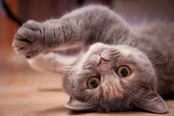 playful british shorthair cat