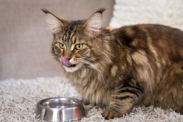 maine coon cat eating