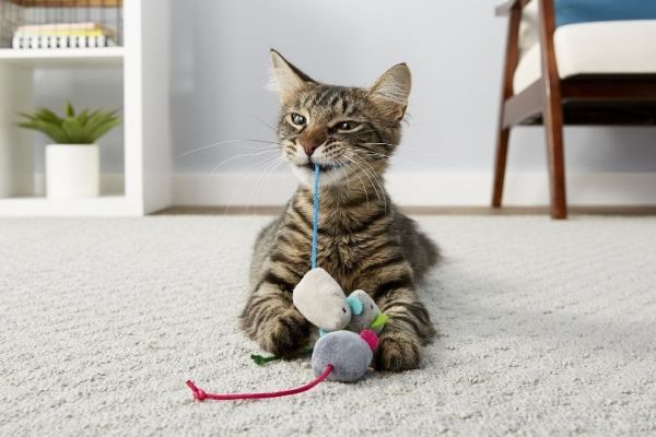 cat playing with catnip mouse