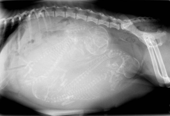 pregnant dog X-ray