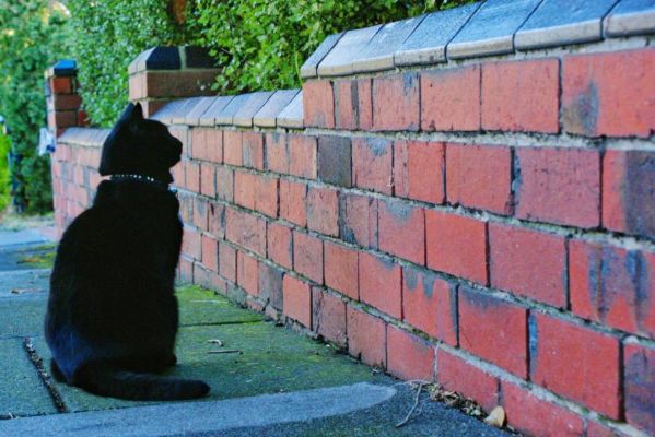 Cats-Stare-at-brick-wall