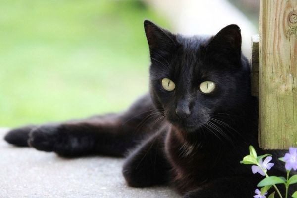bombay cat lounging outdoor