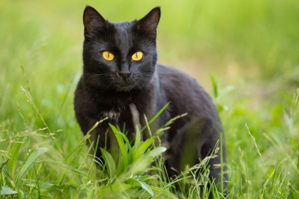 bombay cat sitting on grass outdoor