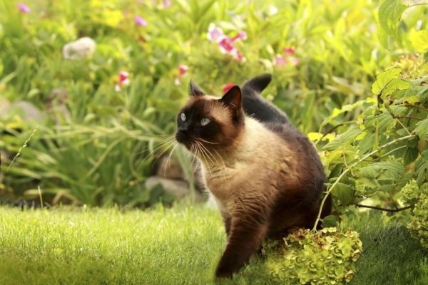 siamese cat in the garden
