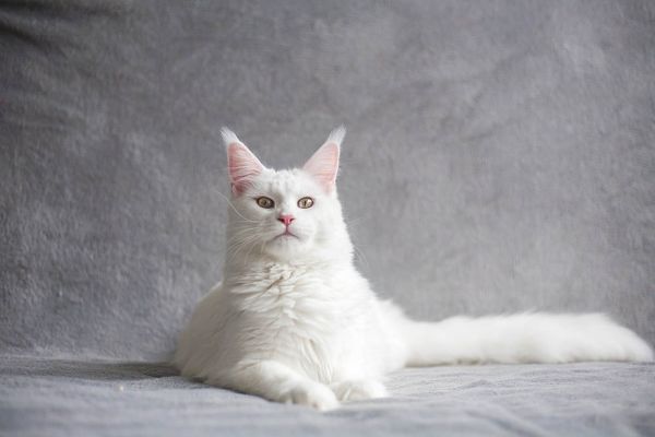 white cat in arabic costume