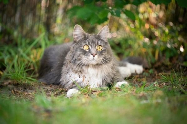 blue tabby maine coon cat with dirty fur