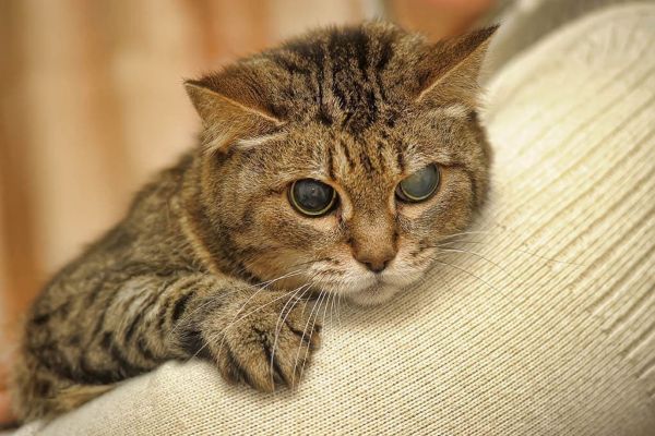a half-blind cat