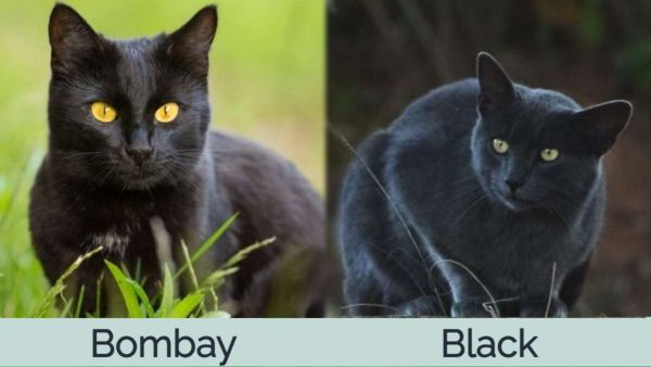 Bombay Cat vs. Black Cat