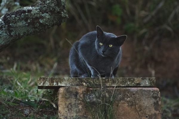 black cat sitting outdoor