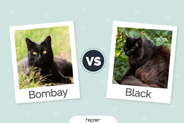 Bombajská mačka vs. čierna mačka: Aké sú rozdiely?