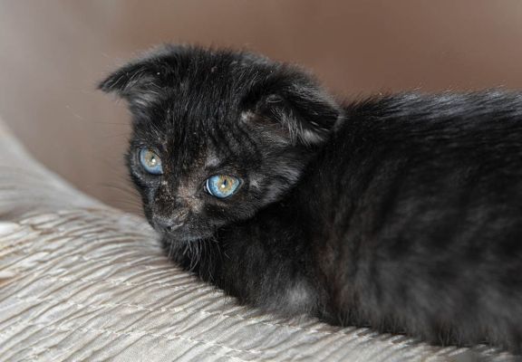 ringworm on black kitten