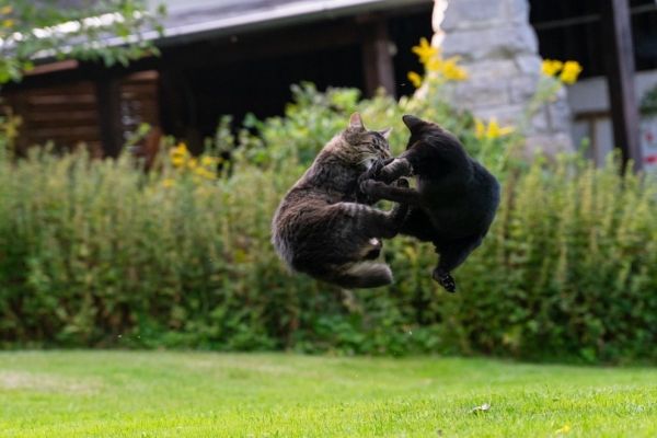 Two cats fighting kung-fu style