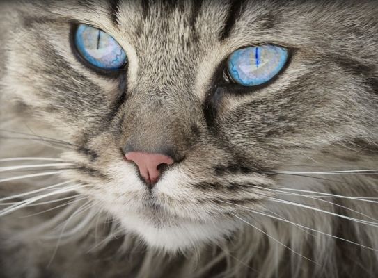Blue-eyed tabby cat