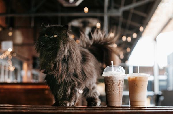 black persian cat standing near coffee orders on table