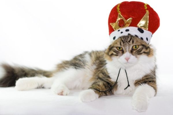 cat with a crown
