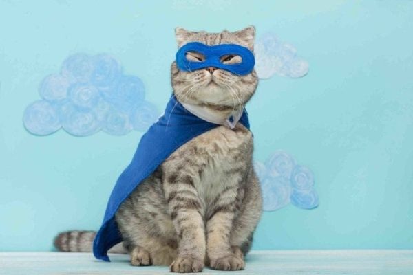 adorable cat in superhero costume