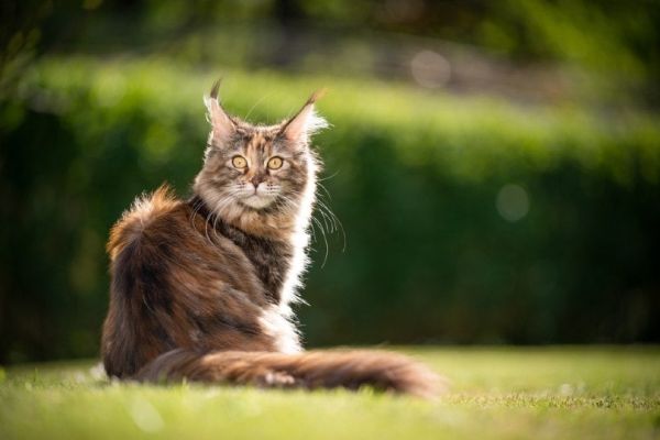 calico maine coon cat sitting on grass outdoors