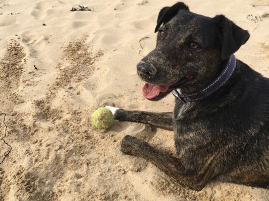 Cursinu rescue dog with sandy nose at beach