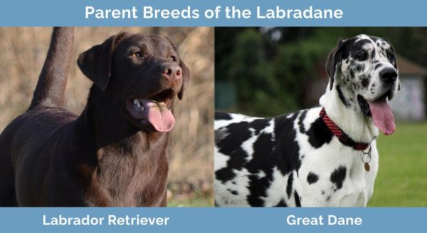 Parent Breeds of the Labradane