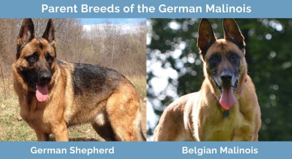 Parents Breeds of the German Malinois