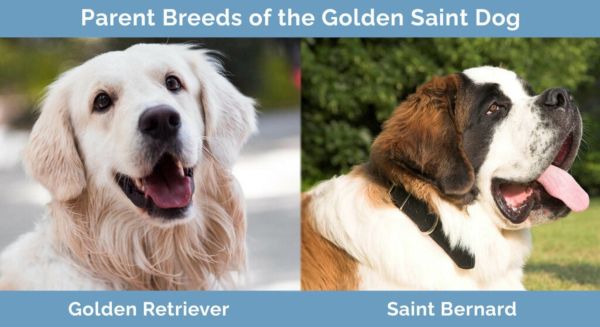 Parents Breeds of the Golden Saint Dog