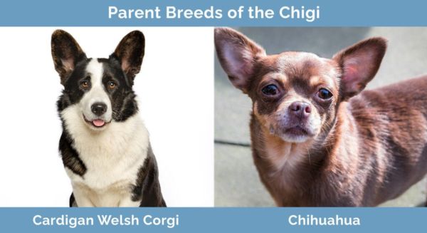 Parent Breeds of the Chigi