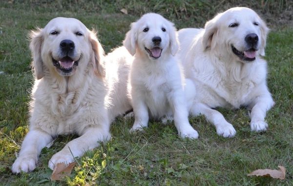 Golden Pyrenees puppy and adults Great Pyrenees Golden Retriever Mix