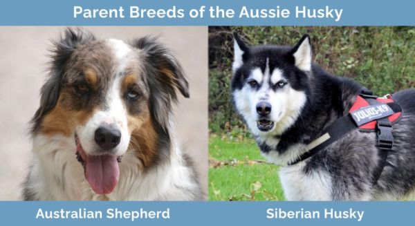 Parent Breeds of the Aussie Husky
