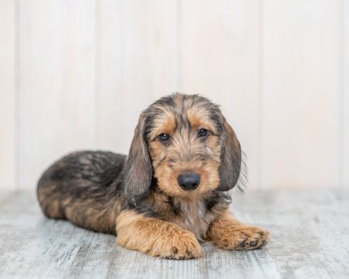 wire haired dachshund puppy