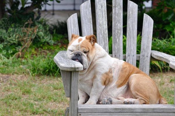 Bulldog sleeping on chair