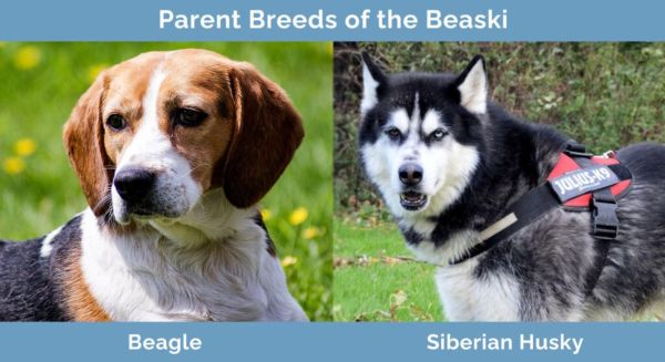 Parent Breeds of the Beaski