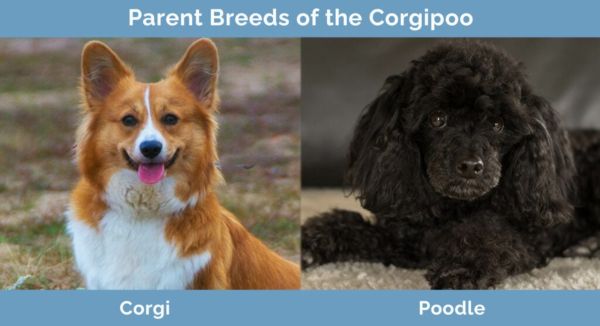 Parent Breeds of the Corgipoo