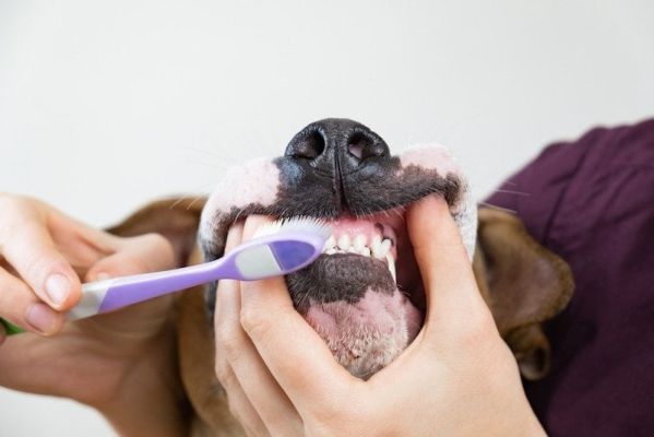 homemade dog toothpaste recipes (1)