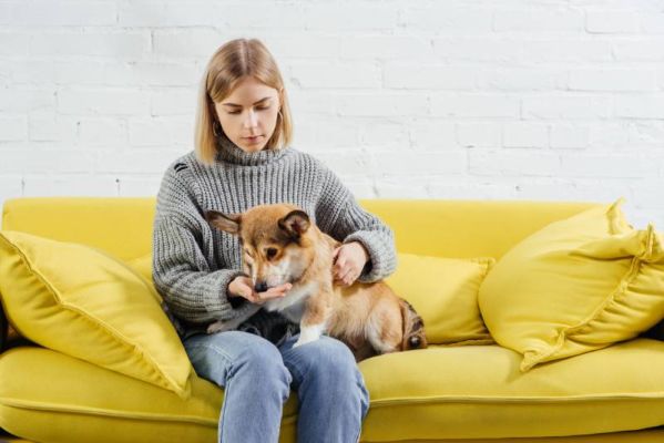 woman sitting on sofa and giving treat to the pembroke welsh corgi dog