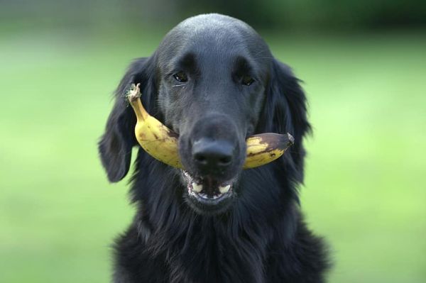 black dog with banana