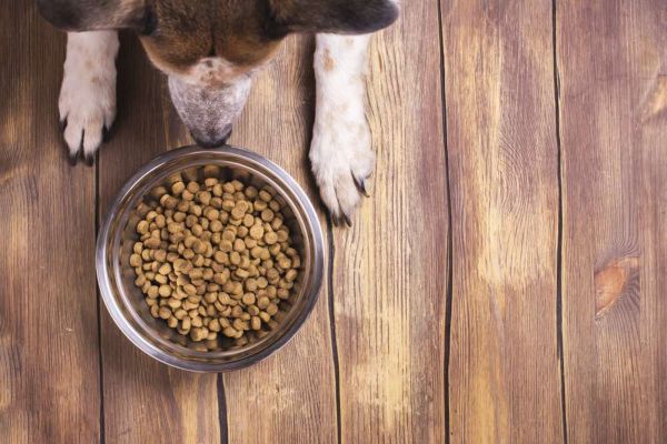 dog with kibble food