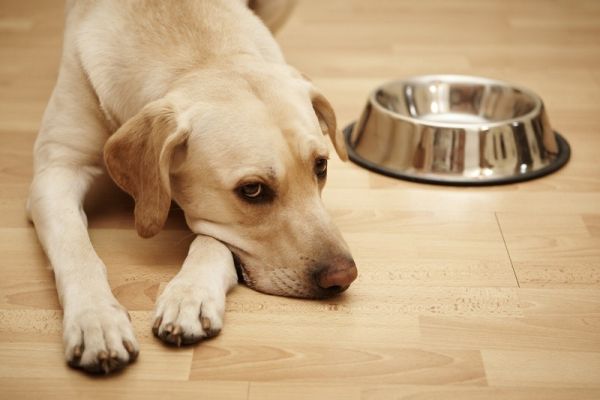 Labrador retriever is laying near a big empty dog food bowl_jaromir chalabala_shutterstock