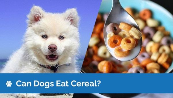 Môžu psy jesť obilniny? Sú obilniny bezpečné pre psov?
