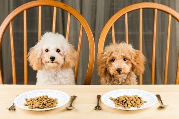 Dogs Eating on Plate