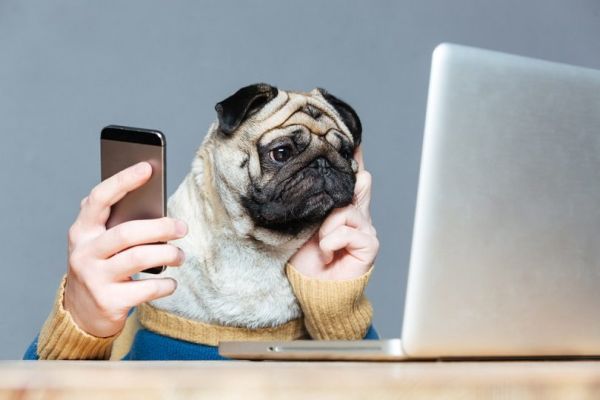 Thoughtful pug dog with man hands in sweater using laptop and cell phone