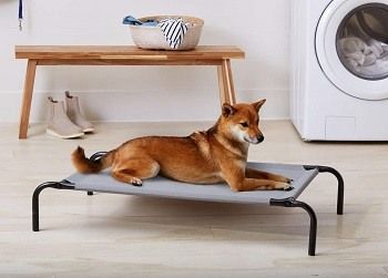 Best Elevated Dog Bed