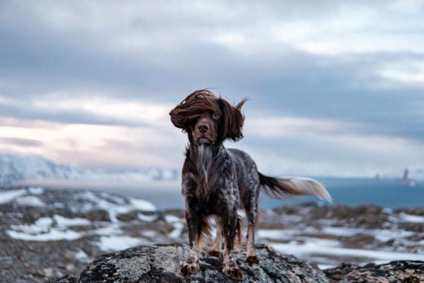 Norwegian dog in the wind
