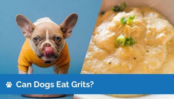Môžu psy jesť krupicu? Sú krupice bezpečné pre psov?