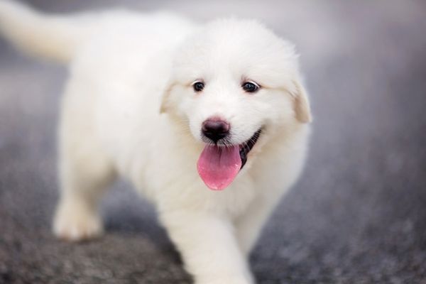 Great Pyrenees puppy strolling down the road