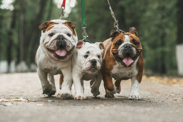 3 english bulldogs on leash