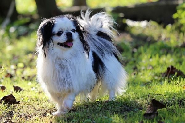japanese chin outdoor