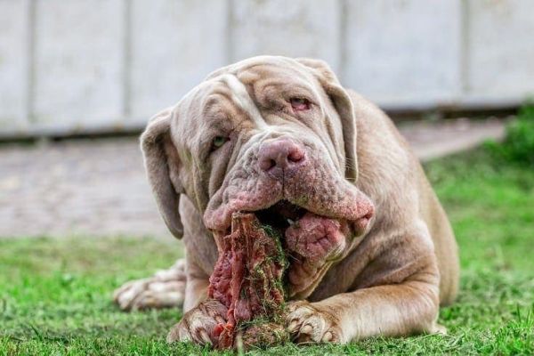 Young Neapolitan Mastiff Dog Lying On A Meadow_APS Photography_shutterstock