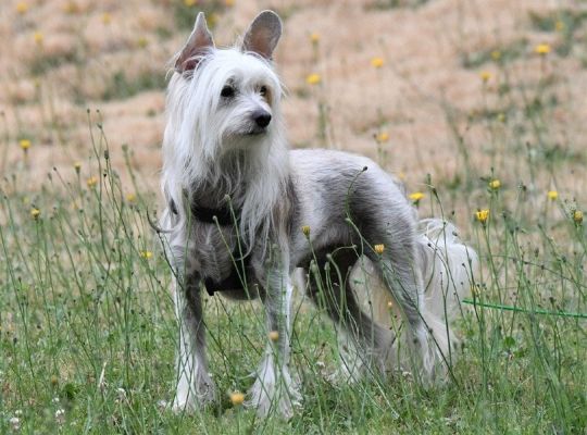 Chinese Crested dog in the meadows