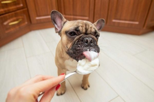 French bulldog puppy eats sour cream_marina kadyrova_shutterstock