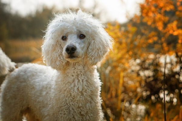 poodle outdoors